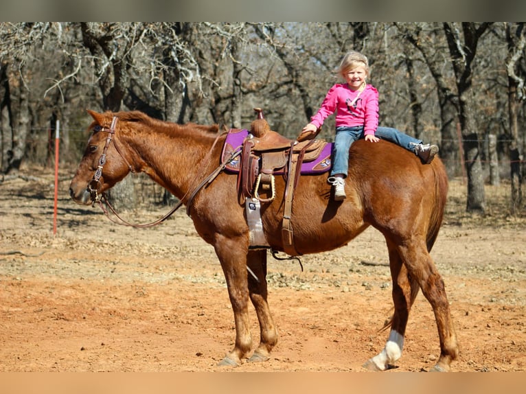 American Quarter Horse Stute 10 Jahre 147 cm Rotfuchs in Poolville