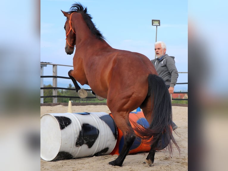 American Quarter Horse Stute 10 Jahre 148 cm Brauner in Müglitztal