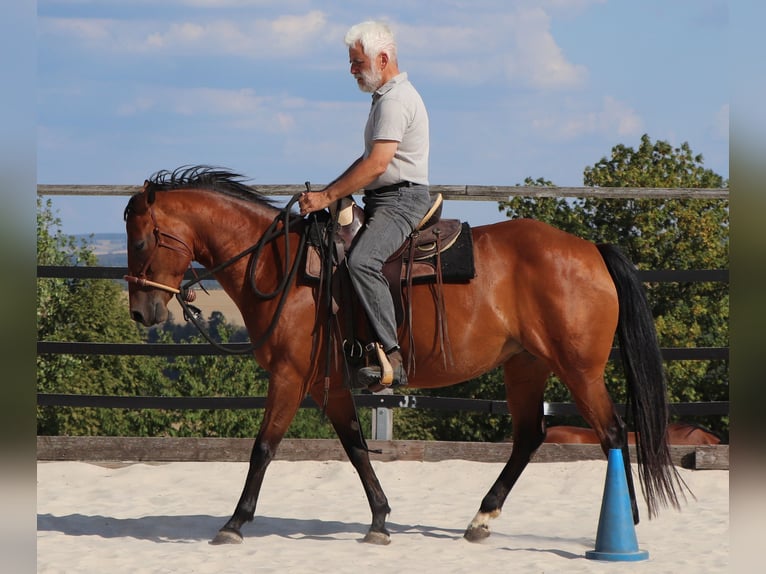American Quarter Horse Stute 10 Jahre 148 cm Brauner in Müglitztal
