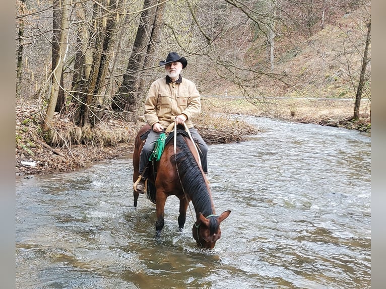American Quarter Horse Stute 10 Jahre 148 cm Brauner in Müglitztal