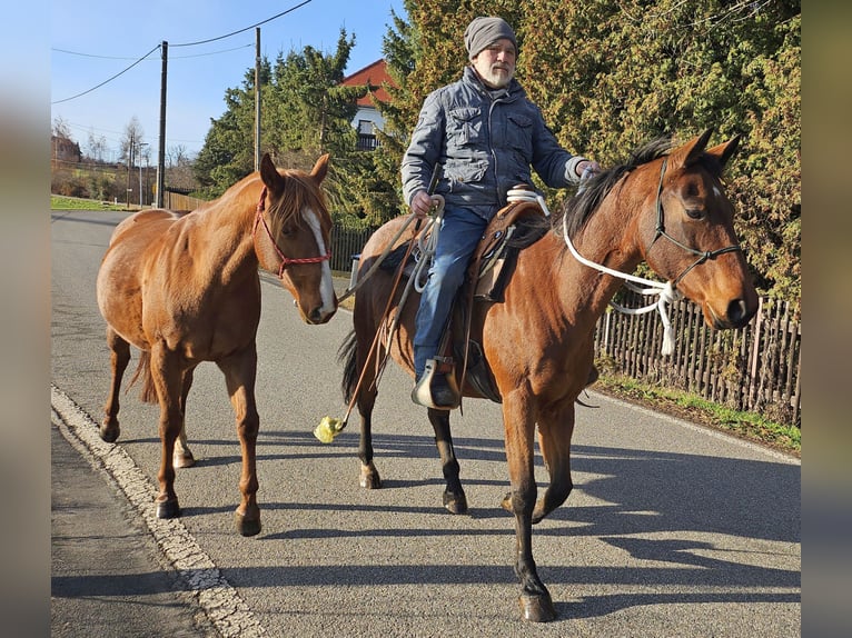 American Quarter Horse Stute 10 Jahre 148 cm Brauner in Müglitztal