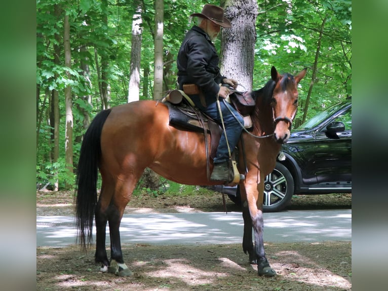 American Quarter Horse Stute 10 Jahre 148 cm Brauner in Müglitztal