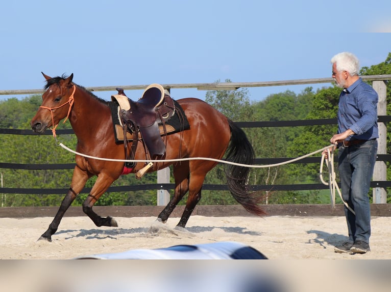 American Quarter Horse Stute 10 Jahre 148 cm Brauner in Müglitztal