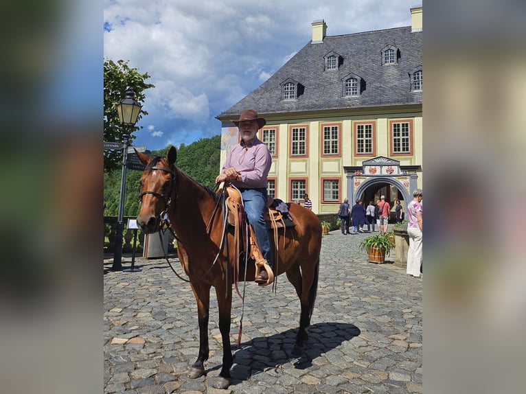 American Quarter Horse Stute 10 Jahre 148 cm Brauner in Müglitztal