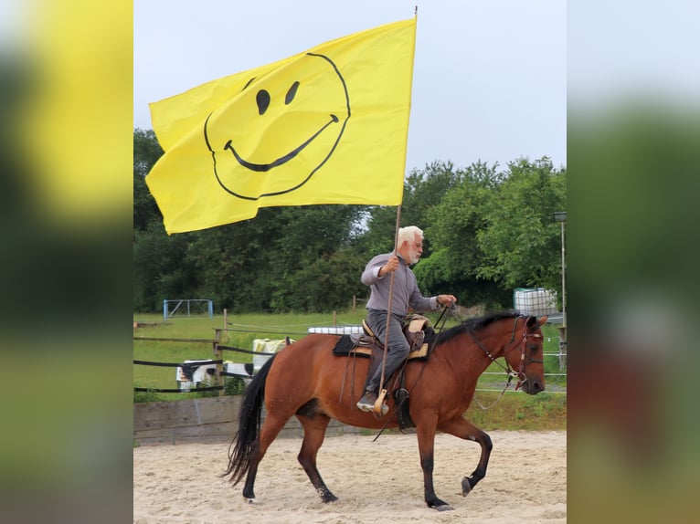 American Quarter Horse Stute 10 Jahre 148 cm Brauner in Müglitztal