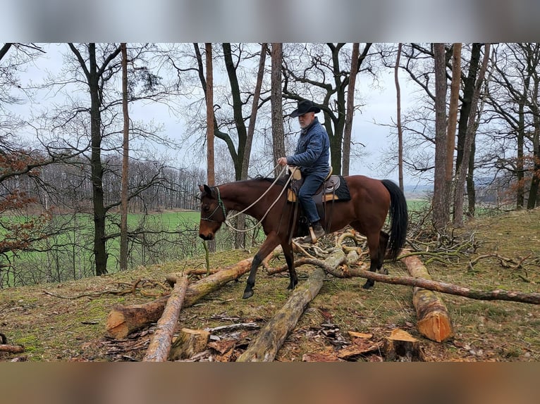 American Quarter Horse Stute 10 Jahre 148 cm Brauner in Müglitztal