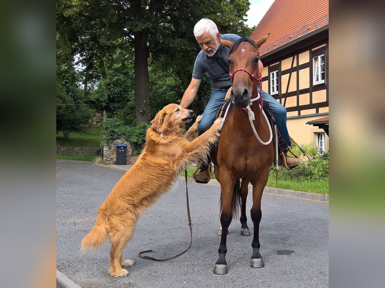American Quarter Horse Stute 10 Jahre 148 cm Brauner in Müglitztal