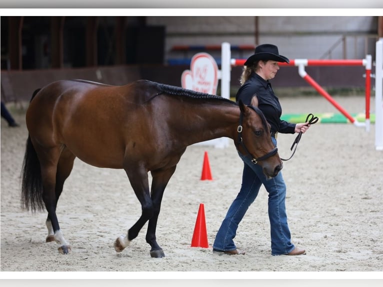 American Quarter Horse Stute 10 Jahre 148 cm Dunkelbrauner in Oldebroek