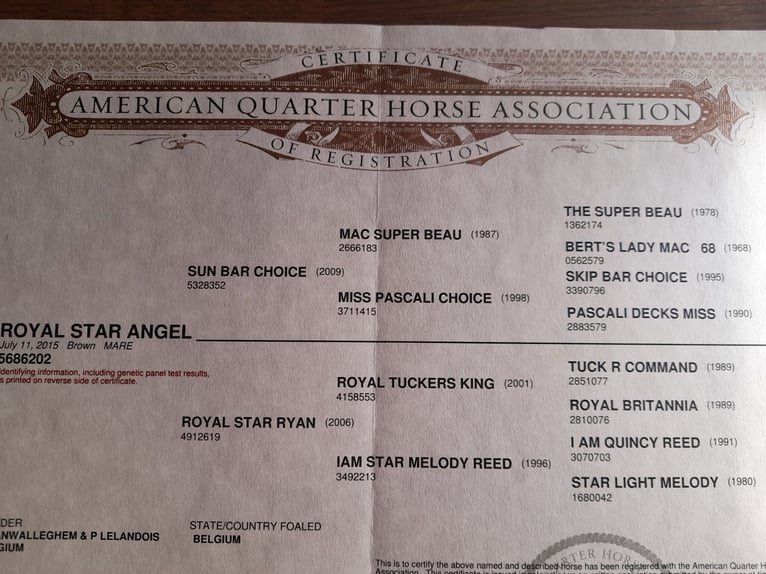 American Quarter Horse Stute 10 Jahre 148 cm Dunkelbrauner in Oldebroek