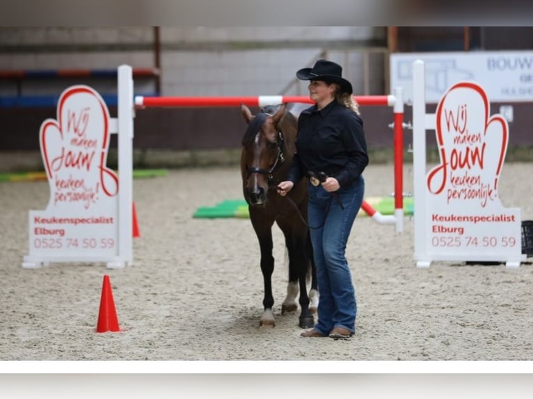 American Quarter Horse Stute 10 Jahre 148 cm Dunkelbrauner in Oldebroek