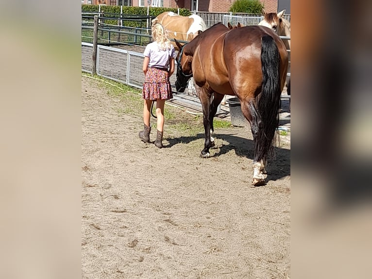American Quarter Horse Stute 10 Jahre 148 cm Dunkelbrauner in Oldebroek