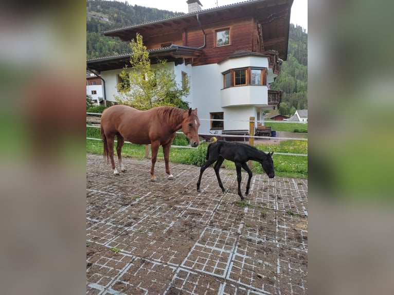 American Quarter Horse Stute 10 Jahre 148 cm  in Lienz