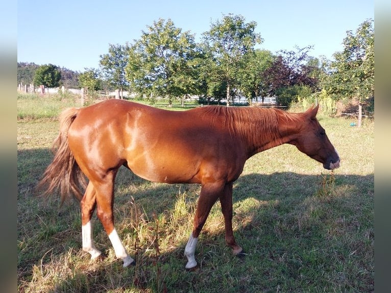 American Quarter Horse Stute 10 Jahre 148 cm Fuchs in ExtertalExtertal