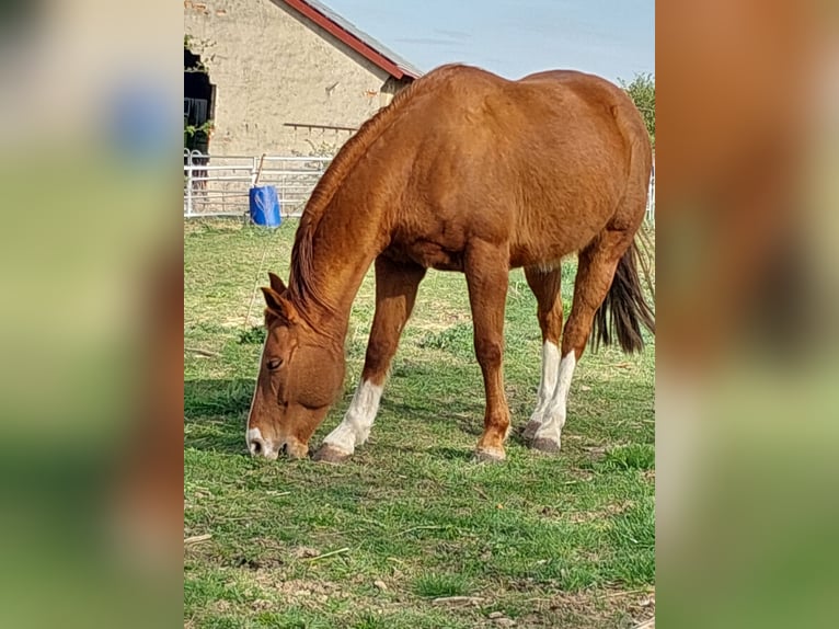 American Quarter Horse Stute 10 Jahre 148 cm Fuchs in ExtertalExtertal