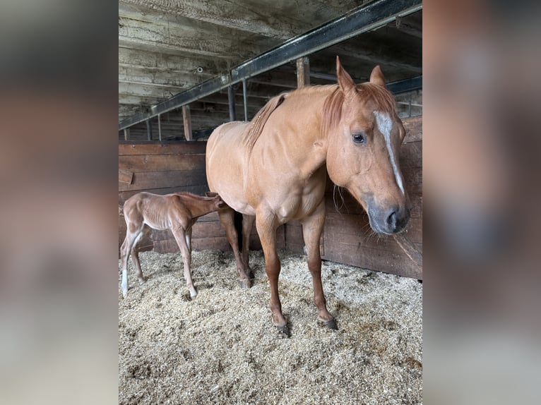American Quarter Horse Stute 10 Jahre 148 cm Red Dun in Aurich