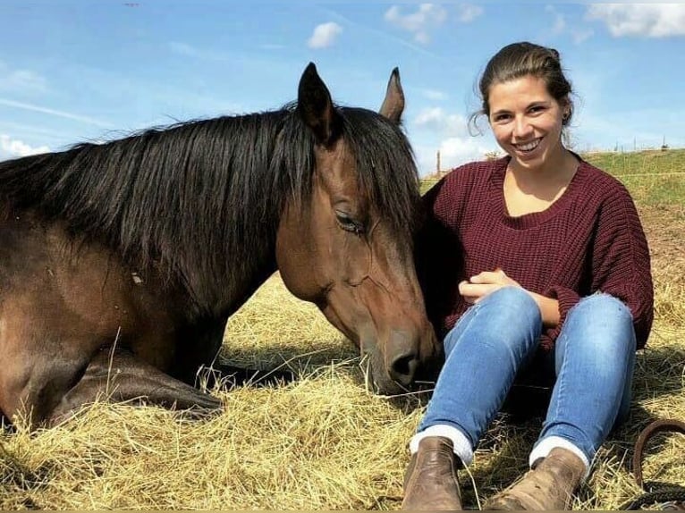 American Quarter Horse Stute 10 Jahre 149 cm Dunkelbrauner in Obernburg am Main