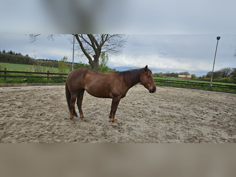 American Quarter Horse Stute 10 Jahre 149 cm Fuchs in L&#xFC;beck