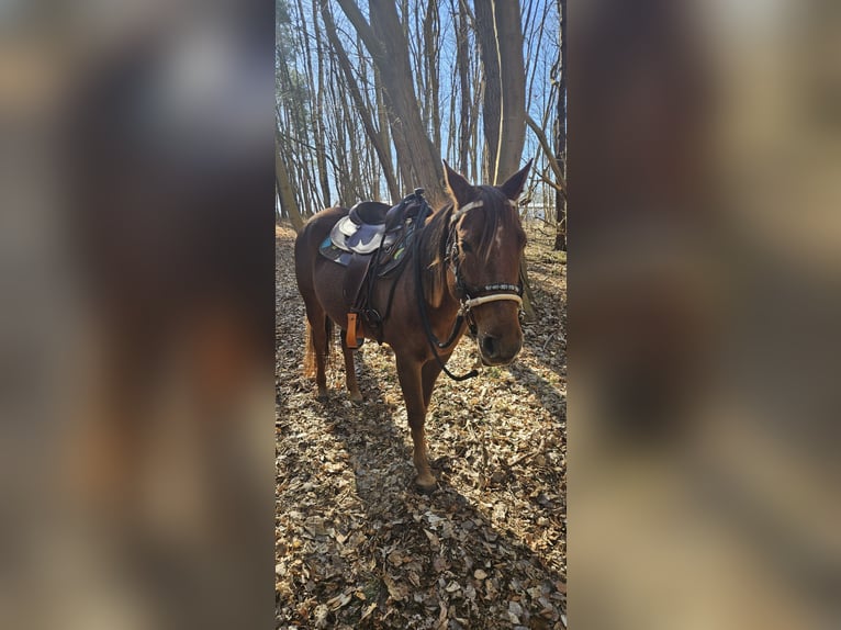 American Quarter Horse Stute 10 Jahre 149 cm Fuchs in L&#xFC;beck
