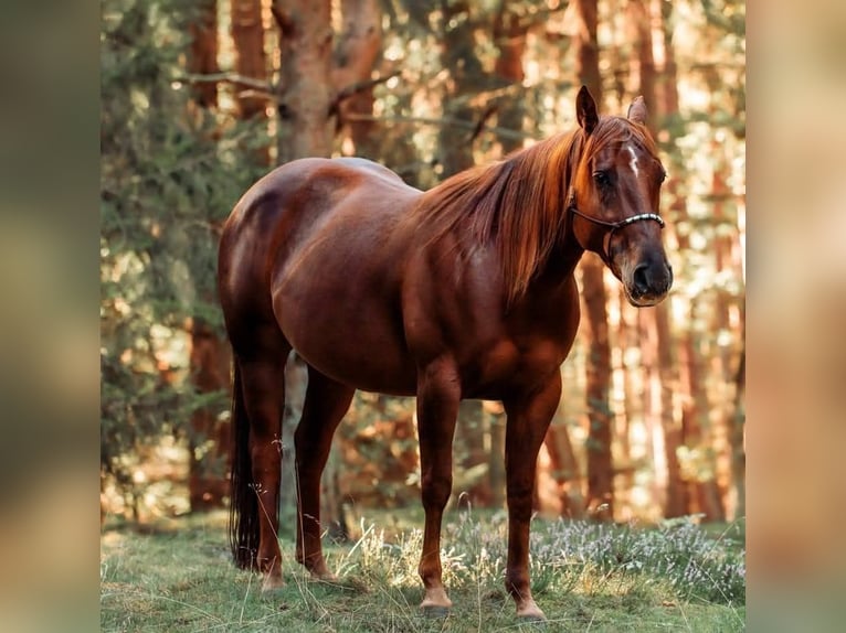 American Quarter Horse Stute 10 Jahre 149 cm Fuchs in L&#xFC;beck