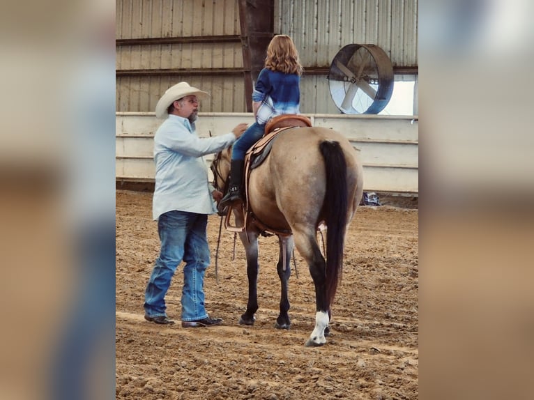 American Quarter Horse Stute 10 Jahre 150 cm Buckskin in Kaufman, TX