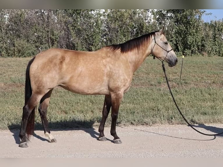 American Quarter Horse Stute 10 Jahre 150 cm Buckskin in Wichita