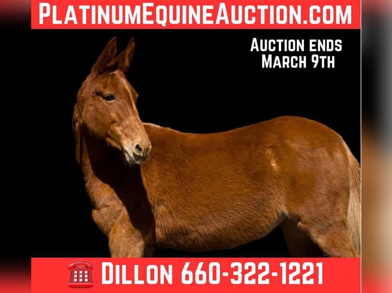 American Quarter Horse Stute 10 Jahre 150 cm Dunkelfuchs in Carrolton MO