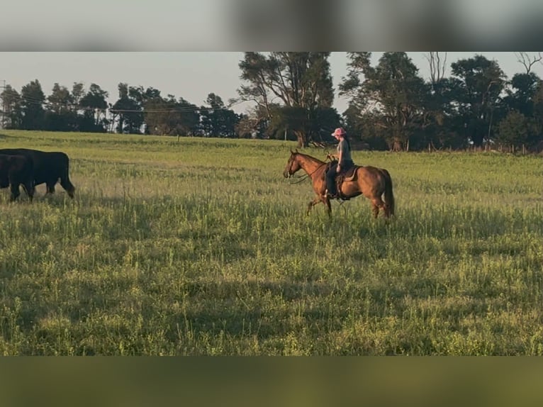 American Quarter Horse Stute 10 Jahre 150 cm Dunkelfuchs in Elk City OK