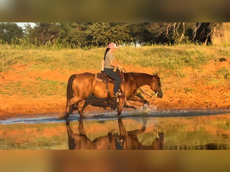 American Quarter Horse Stute 10 Jahre 150 cm Dunkelfuchs in Elk City OK
