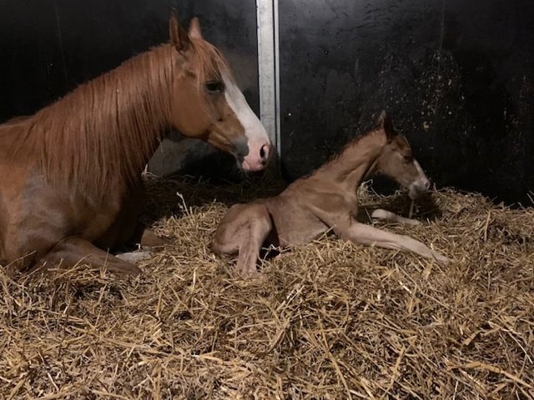 American Quarter Horse Stute 10 Jahre 150 cm Fuchs in Grote-Brogel