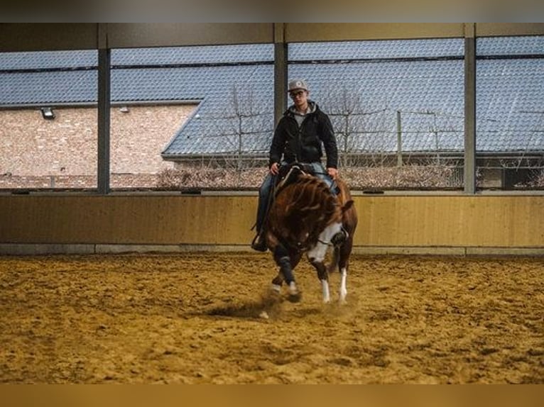 American Quarter Horse Stute 10 Jahre 150 cm Fuchs in Grote-Brogel