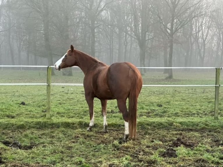 American Quarter Horse Stute 10 Jahre 150 cm Fuchs in Grote-Brogel