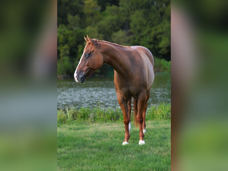 American Quarter Horse Stute 10 Jahre 150 cm Red Dun in Forney