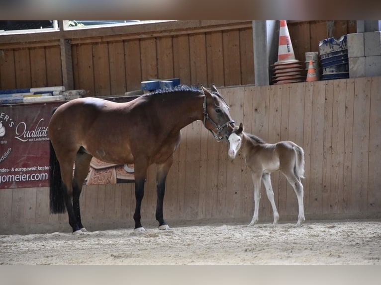 American Quarter Horse Stute 10 Jahre 150 cm  in Speinshart