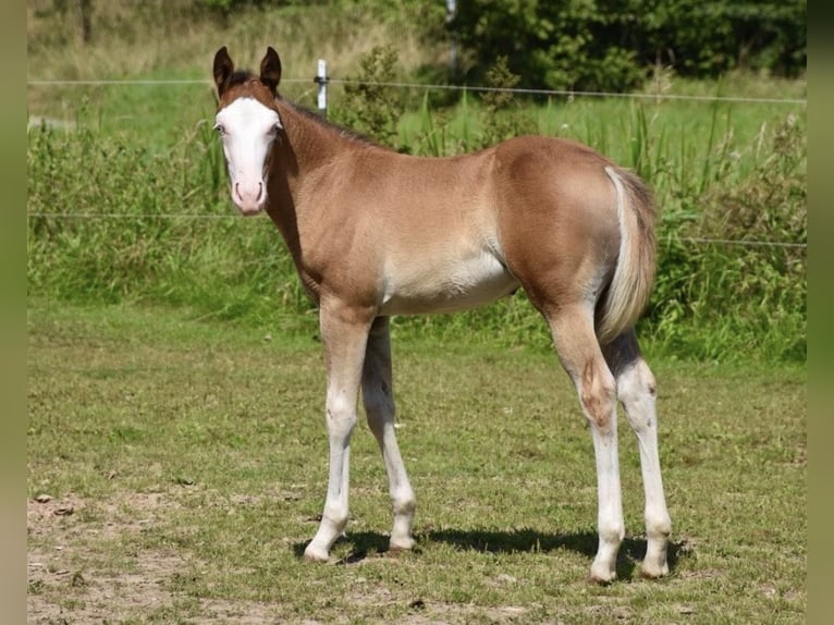 American Quarter Horse Stute 10 Jahre 150 cm  in Speinshart