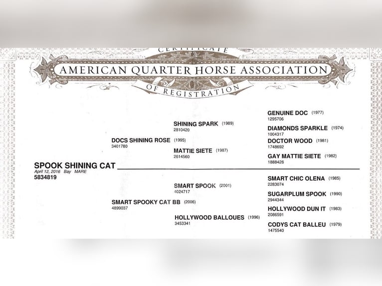 American Quarter Horse Stute 10 Jahre 150 cm  in Speinshart