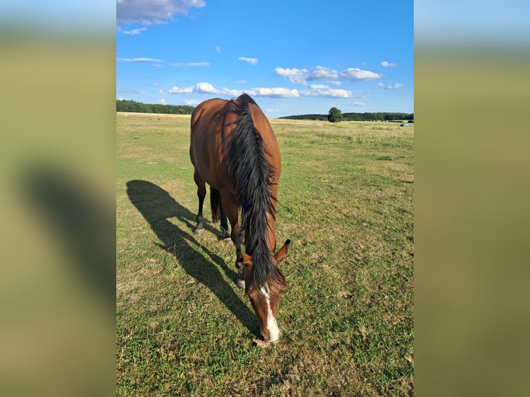 American Quarter Horse Stute 10 Jahre 150 cm Rotbrauner in Prague