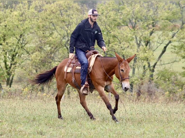 American Quarter Horse Stute 10 Jahre 150 cm Rotbrauner in Brooksville KY