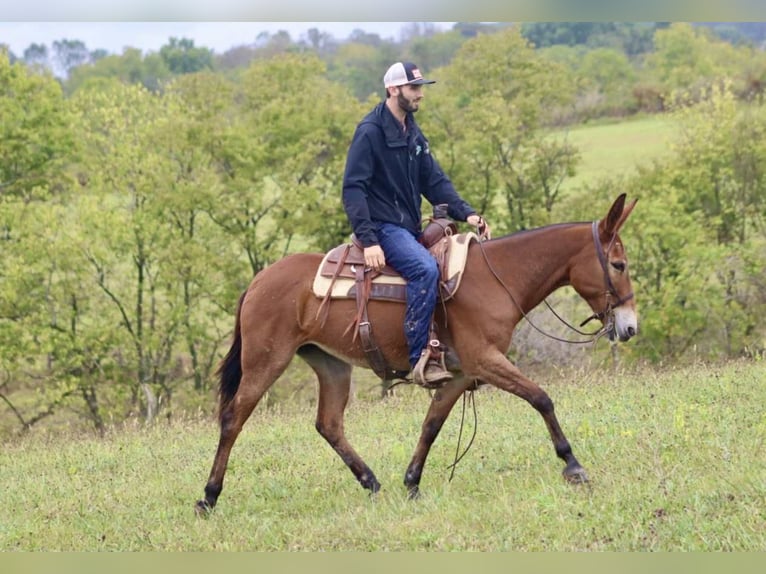 American Quarter Horse Stute 10 Jahre 150 cm Rotbrauner in Brooksville KY