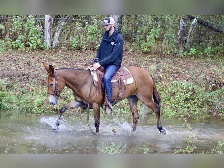 American Quarter Horse Stute 10 Jahre 150 cm Rotbrauner in Brooksville KY