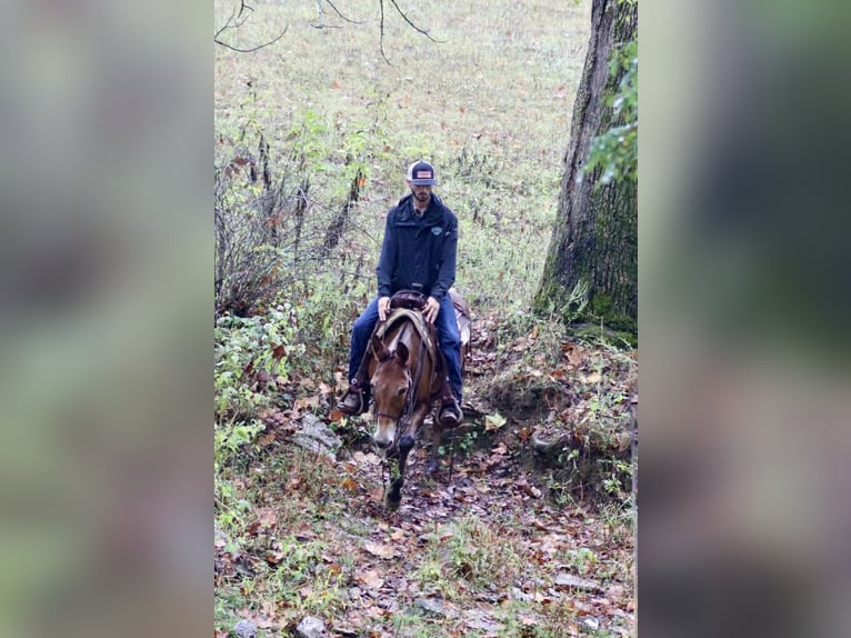 American Quarter Horse Stute 10 Jahre 150 cm Rotbrauner in Brooksville KY