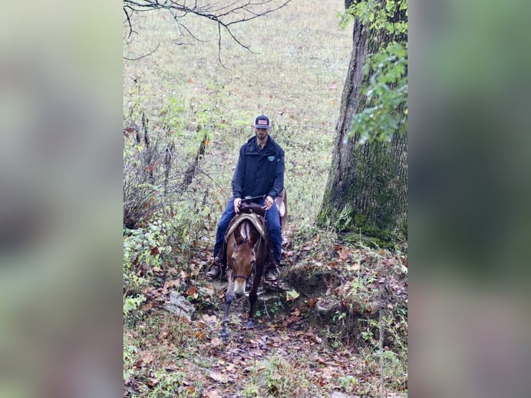 American Quarter Horse Stute 10 Jahre 150 cm Rotbrauner in Brooksville KY