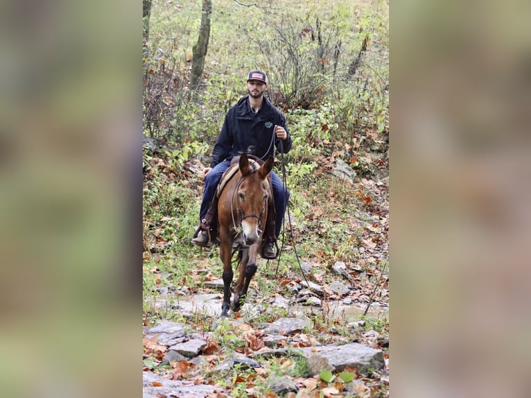 American Quarter Horse Stute 10 Jahre 150 cm Rotbrauner in Brooksville KY