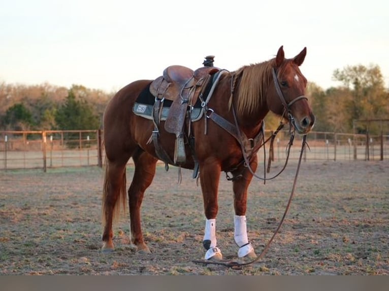 American Quarter Horse Stute 10 Jahre 150 cm Rotfuchs in Terrell