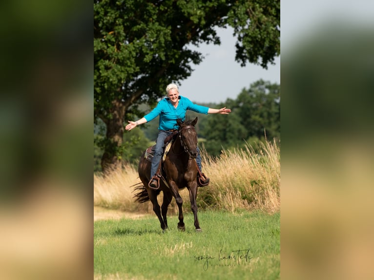 American Quarter Horse Stute 10 Jahre 151 cm Dunkelbrauner in Walsdorf