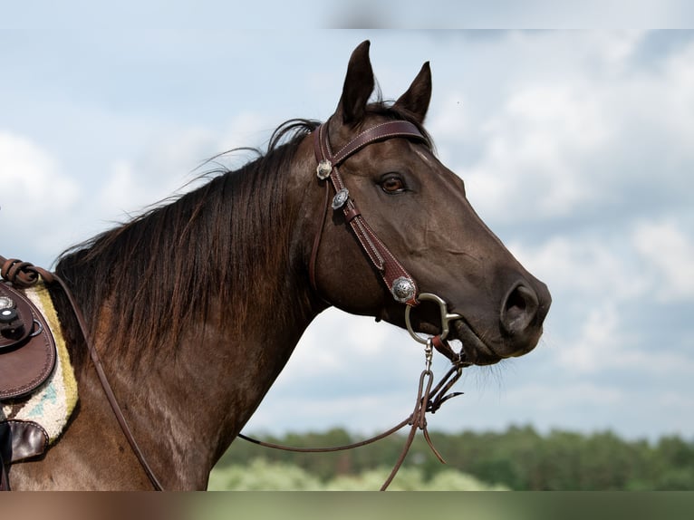 American Quarter Horse Stute 10 Jahre 151 cm Dunkelbrauner in Walsdorf