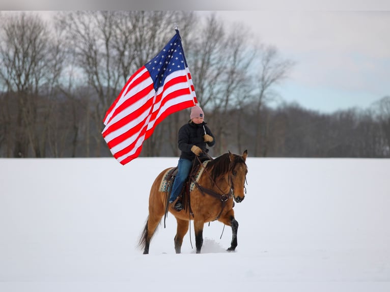 American Quarter Horse Stute 10 Jahre 152 cm Buckskin in Clarion