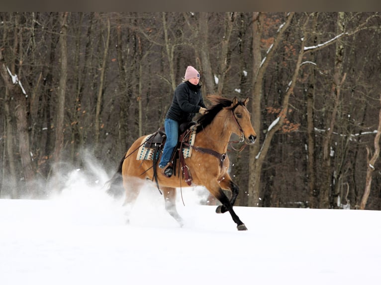 American Quarter Horse Stute 10 Jahre 152 cm Buckskin in Clarion