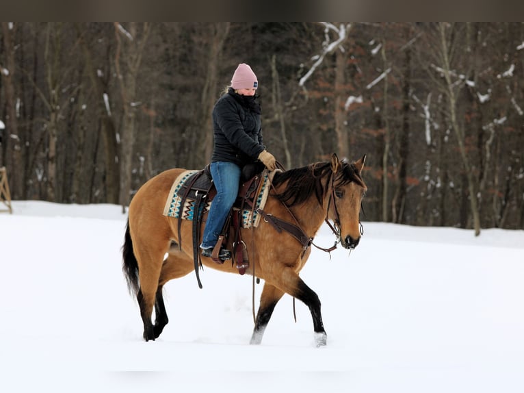 American Quarter Horse Stute 10 Jahre 152 cm Buckskin in Clarion