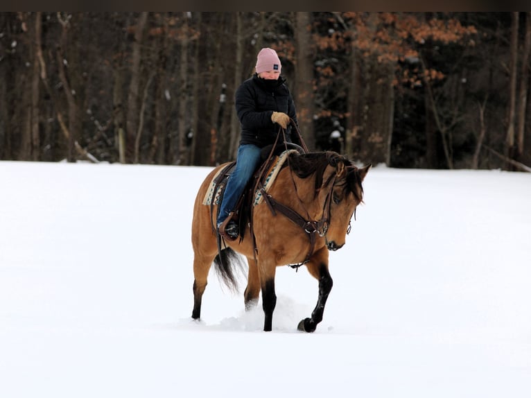 American Quarter Horse Stute 10 Jahre 152 cm Buckskin in Clarion