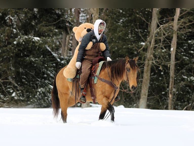 American Quarter Horse Stute 10 Jahre 152 cm Buckskin in Clarion